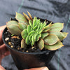 Echeveria 'Green smile' f. cristata