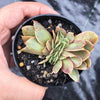 Echeveria 'Green smile' f. cristata
