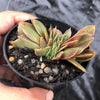Echeveria 'Green smile' f. cristata