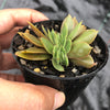 Echeveria 'Green smile' f. cristata