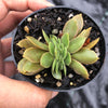 Echeveria 'Green smile' f. cristata
