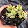 Cotyledon papillaris 'jacobseniana'