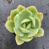 Echeveria 'Lemon and Lime'