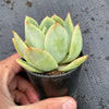 Echeveria 'Lemon and Lime'