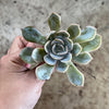 Echeveria 'Orion'