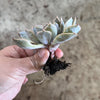 Echeveria 'Orion'