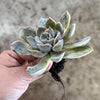 Echeveria 'Orion'