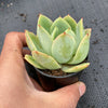 Echeveria 'Lemon and Lime'