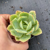 Echeveria 'Lemon and Lime'