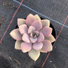 Graptoveria 'Debbie'