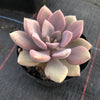 Graptoveria 'Debbie'