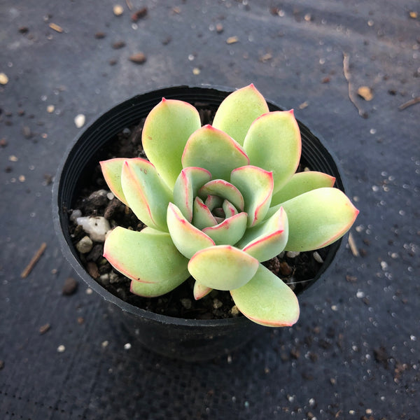 apus succulent care Echeveria 'Apus' – LET LOVE GROW (Succulent & Cactus)