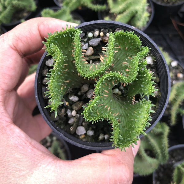 brain succulent name Euphorbia flanaganii f. cristata (The Brain) – LET LOVE GROW (Succulent &  Cactus)