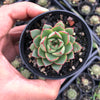 Echeveria purpusorum 'Shamrock'