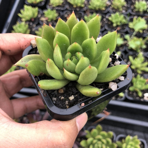 jade point succulents Echeveria agavoides 'Jade Point' – LET LOVE GROW (Succulent & Cactus)