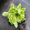 Aeonium castello-paivae f. variegata 'Suncup' (w/pup)(CLEARANCE)