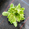 Aeonium castello-paivae f. variegata 'Suncup' (w/pup)(CLEARANCE)