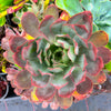 Aeonium 'LILLA' (1x CUTTING)