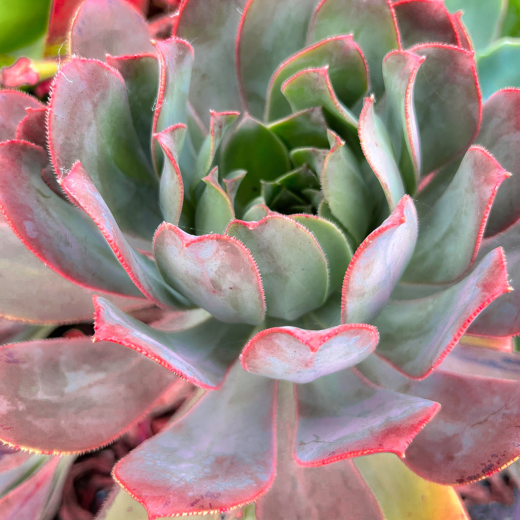 Aeonium 'LILLA' (1x CUTTING)