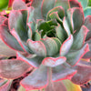 Aeonium 'LILLA' (1x CUTTING)
