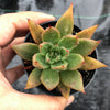 Echeveria agavoides 'Victor Reiter'