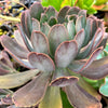 Aeonium 'LILLA' (1x CUTTING)