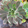 Aeonium 'LILLA' (1x CUTTING)