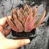 Echeveria agavoides 'Victor Reiter'