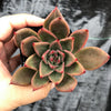 Echeveria agavoides 'Victor Reiter'