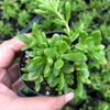 Crassula pubescens subsp. radicans