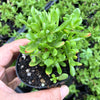 Crassula pubescens subsp. radicans
