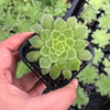Aeonium tabuliforme ( THE PLATE PLANT)