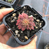Crassula sp. transvaal drakensberg