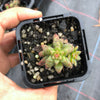 Crassula sp. transvaal drakensberg