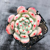 Echeveria 'Viant'