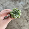 Haworthia cooperi 'Silver Swirls'