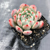 Echeveria 'Viant'