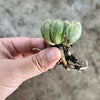 Haworthia cooperi 'Silver Swirls'