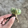 Haworthia cooperi 'Silver Swirls'