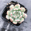 Echeveria 'Viant'