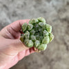 Haworthia cooperi 'Silver Swirls'