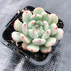 Echeveria 'Viant'