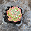 Echeveria Momotaro 'Peach Boy'