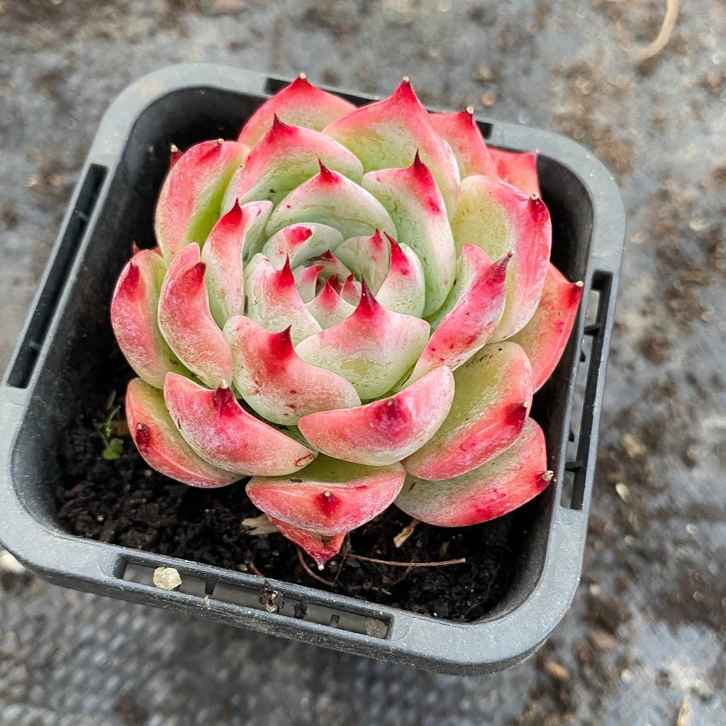 Echeveria Momotaro 'Peach Boy'