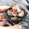 Adromischus triflorus