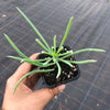Senecio talinoides ssp. cylindricus (1x CUTTING)