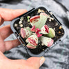 Adromischus triflorus