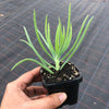 Senecio talinoides ssp. cylindricus (1x CUTTING)