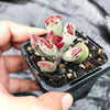 Adromischus triflorus
