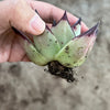 Echeveria agavoides 'Ebony'